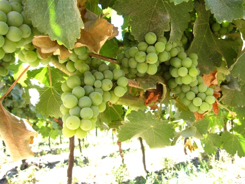 Sauvignon Blanc Grapes, Manent Vue Winery